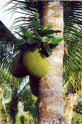 jackfruit